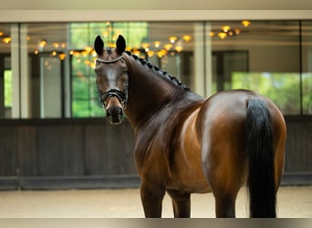 Oldenburg, Gelding, 14 years, 17.1 hh, Bay-Dark