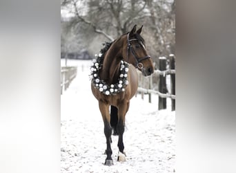 Oldenburg, Gelding, 14 years, 17,1 hh, Brown