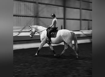 Oldenburg, Gelding, 14 years, 17,1 hh, Gray