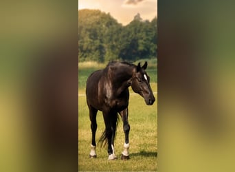 Oldenburg, Gelding, 14 years, 17.2 hh, Black