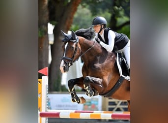 Oldenburg, Gelding, 14 years, 17 hh, Bay-Dark