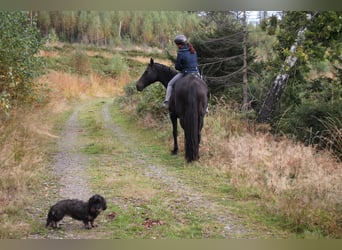 Oldenburg, Gelding, 14 years, 17 hh, Brown