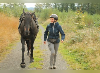 Oldenburg, Gelding, 14 years, 17 hh, Brown