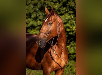 Oldenburg, Gelding, 14 years, 17 hh, Chestnut-Red