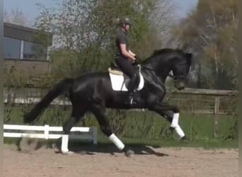 Oldenburg, Gelding, 14 years, 17 hh, Smoky-Black