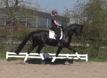 Oldenburg, Gelding, 14 years, 17 hh, Smoky-Black