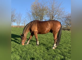 Oldenburg, Gelding, 14 years, 17,1 hh, Brown