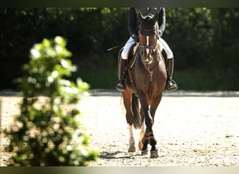 Oldenburg, Gelding, 14 years, 17,1 hh, Brown