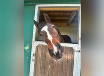 Oldenburg, Gelding, 14 years, 17,1 hh, Brown