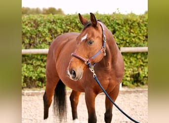 Oldenburg, Gelding, 15 years, 14,1 hh, Brown