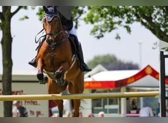 Oldenburg, Gelding, 15 years, 16.1 hh, Brown