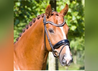 Oldenburg, Gelding, 15 years, 16,1 hh, Chestnut-Red