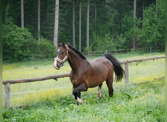 Oldenburg, Gelding, 15 years, 16,2 hh, Bay-Dark