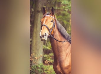 Oldenburg, Gelding, 15 years, 16.2 hh, Brown