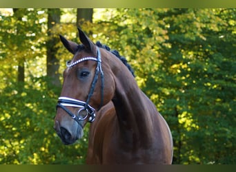 Oldenburg, Gelding, 15 years, 16.3 hh, Brown Oldenburg, Gelding, 15 years, 16.3 hh, Brown