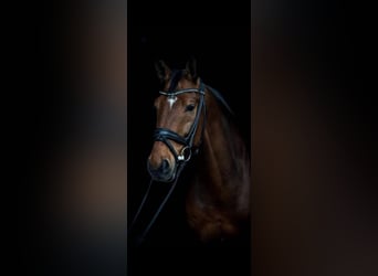 Oldenburg, Gelding, 15 years, 16,3 hh, Brown-Light