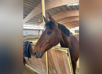 Oldenburg, Gelding, 15 years, 16.3 hh, Brown