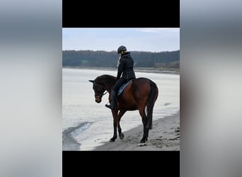 Oldenburg, Gelding, 15 years, 16,1 hh, Brown