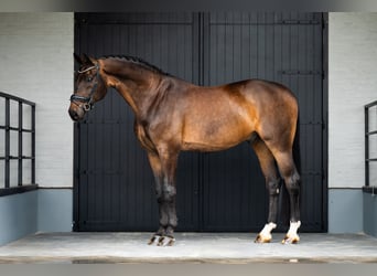 Oldenburg, Gelding, 15 years, 17.1 hh, Bay-Dark