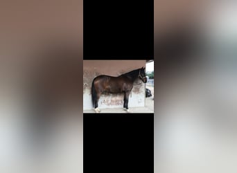 Oldenburg, Gelding, 15 years, 17 hh, Bay-Dark