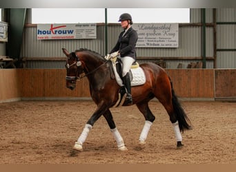 Oldenburg, Gelding, 15 years, 17 hh, Bay-Dark