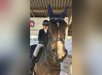 Oldenburg, Gelding, 15 years, 17 hh, Bay-Dark