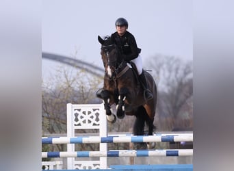 Oldenburg, Gelding, 15 years, 17 hh, Bay-Dark