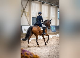 Oldenburg, Gelding, 15 years, 17 hh, Brown