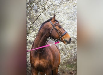 Oldenburg, Gelding, 16 years, 16.1 hh, Brown