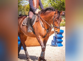 Oldenburg, Gelding, 16 years, 16.1 hh, Brown