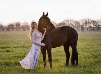Oldenburg, Gelding, 16 years, 16,3 hh, Black