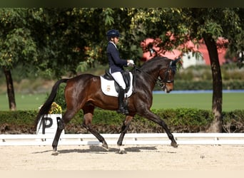 Oldenburg, Gelding, 16 years, 17.1 hh, Brown