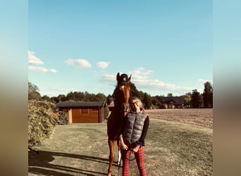 Oldenburg, Gelding, 16 years, 17.1 hh, Chestnut-Red