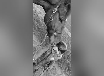 Oldenburg, Gelding, 16 years, 17.1 hh, Chestnut-Red