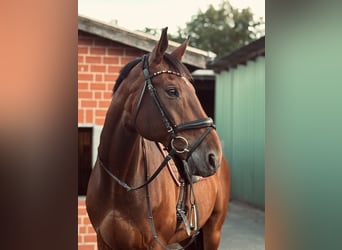 Oldenburg, Gelding, 16 years, 17 hh, Brown