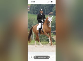 Oldenburg, Gelding, 16 years, 17 hh, Chestnut-Red