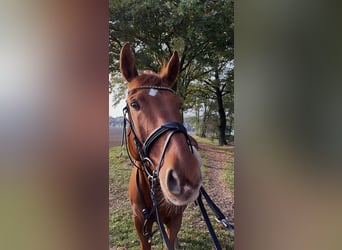 Oldenburg, Gelding, 16 years, 17,1 hh, Chestnut-Red