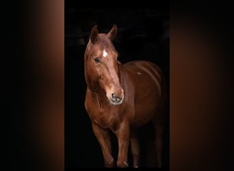 Oldenburg, Gelding, 16 years, 17,1 hh, Chestnut-Red