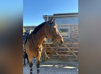Oldenburg, Gelding, 16 years, 17,2 hh, Brown