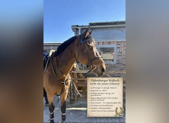 Oldenburg, Gelding, 16 years, 17,2 hh, Brown