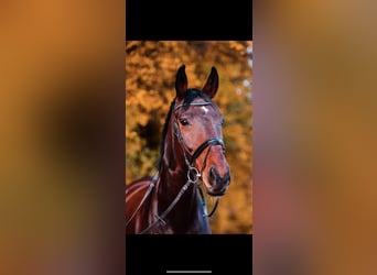 Oldenburg, Gelding, 16 years, 18 hh, Brown