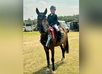Oldenburg, Gelding, 17 years, 15.2 hh, Brown