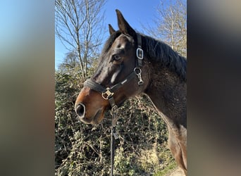 Oldenburg, Gelding, 17 years, 16 hh, Bay-Dark