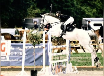 Oldenburg, Gelding, 17 years, 16 hh, Gray