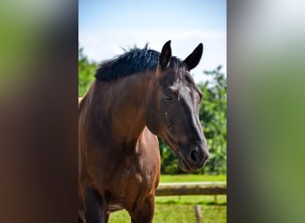 Oldenburg, Gelding, 17 years, 16,2 hh, Black