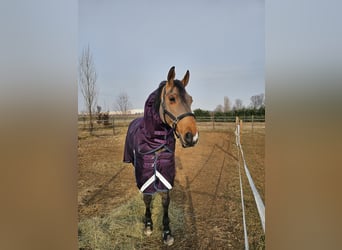 Oldenburg, Gelding, 17 years, 17,1 hh, Brown