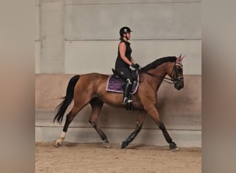 Oldenburg, Gelding, 17 years, 17,1 hh, Brown