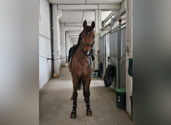 Oldenburg, Gelding, 17 years, 17,1 hh, Brown