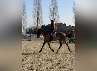 Oldenburg, Gelding, 17 years, 17,1 hh, Brown