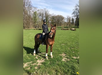 Oldenburg, Gelding, 17 years, 17.1 hh, Chestnut